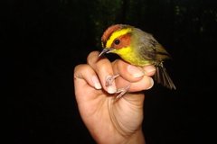 Golden-Browed Warbler photo 3