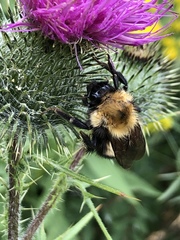 Bombus perplexus