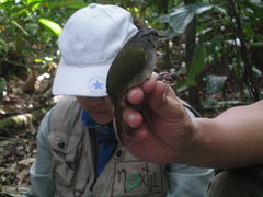 Arremonops chloronotus