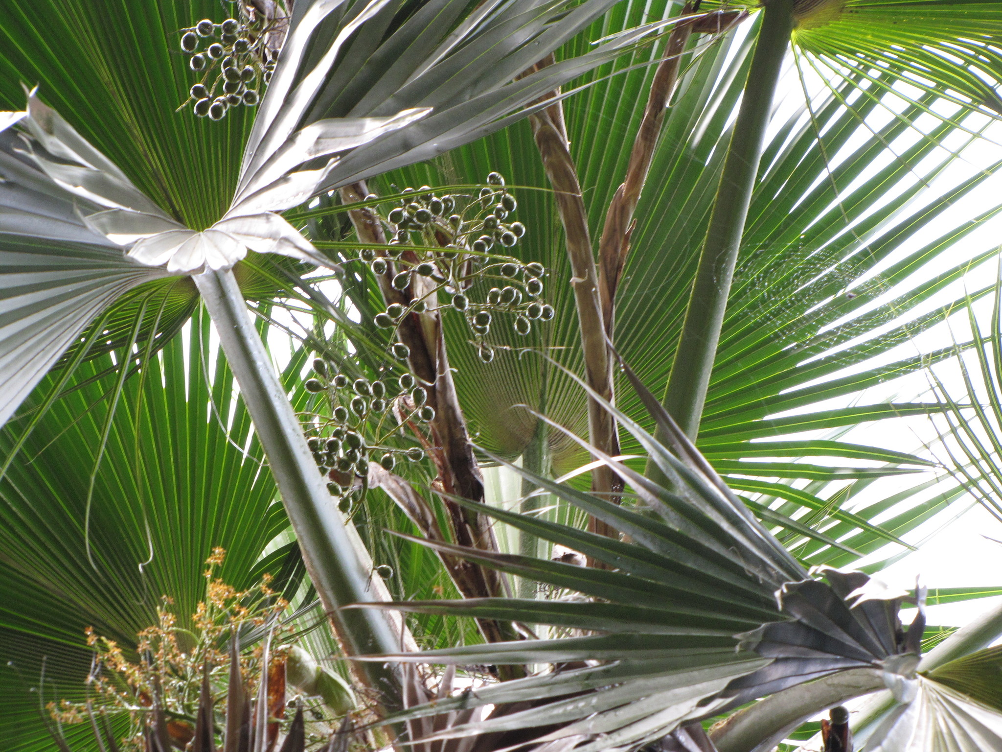Pritchardia forbesiana
