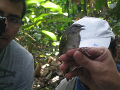 Arremonops chloronotus