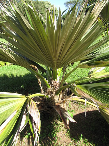 Pritchardia arecina