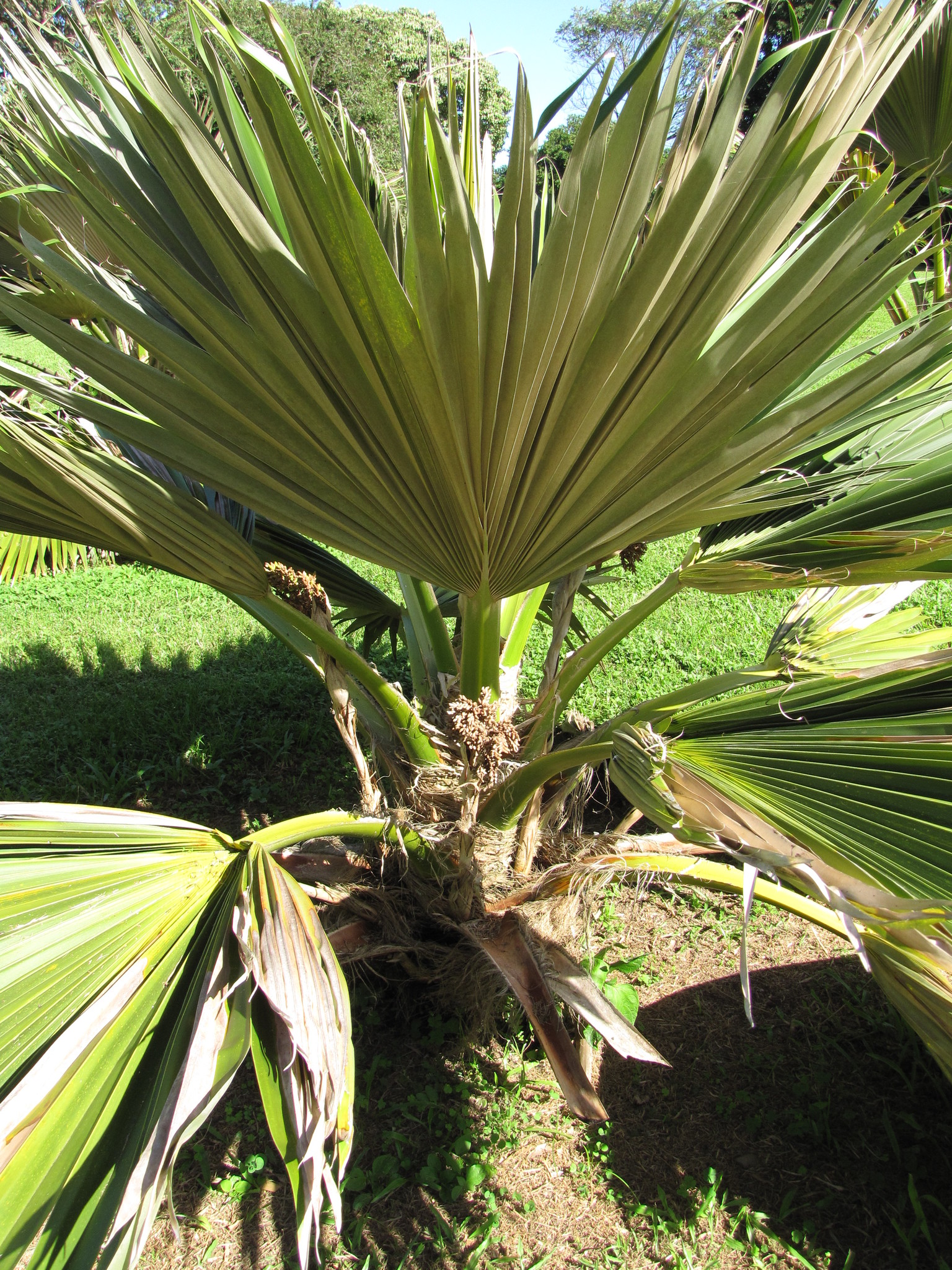 Pritchardia arecina
