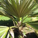 Maui Pritchardia - Photo (c) Forest and Kim Starr, some rights reserved (CC BY)