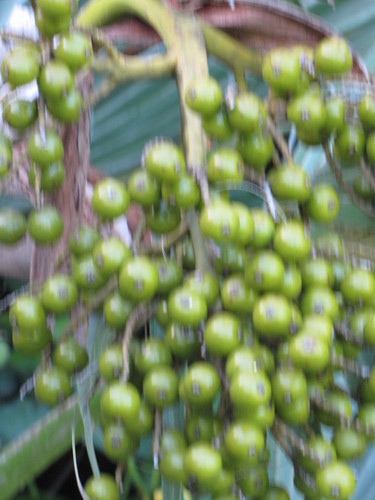 Pritchardia arecina