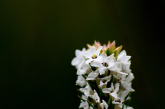 Epacris lanuginosa