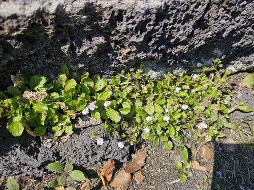 Mazus, 2025-02-04