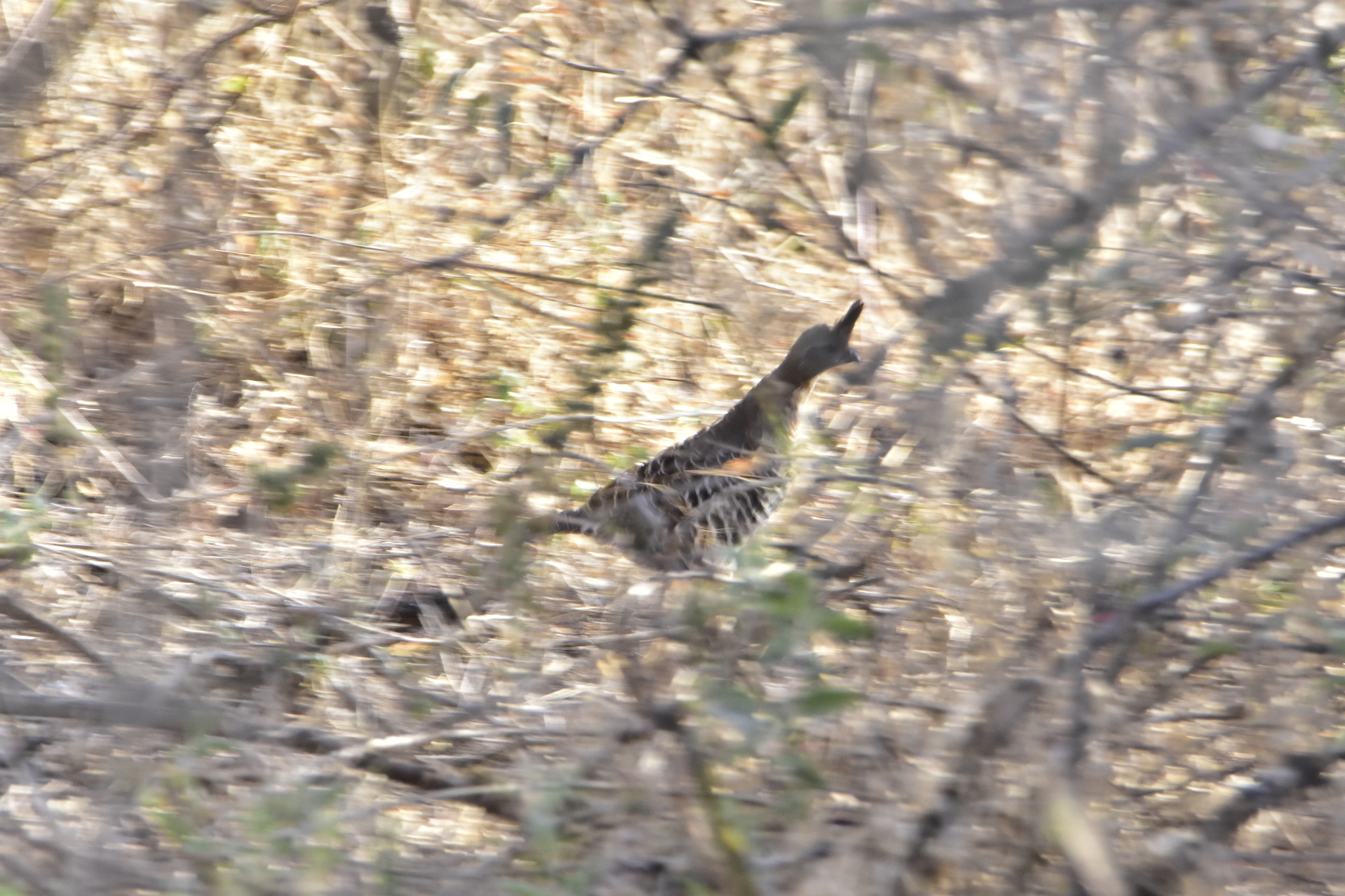 Banded Quail (Philortyx fasciatus), photo 3