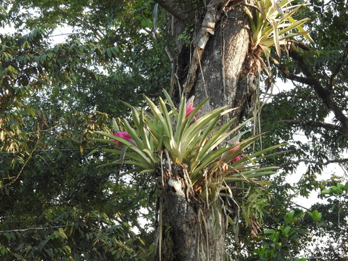 Image of Aechmea mariae by (c) geosesarma, some rights reserved (CC BY)