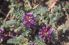 Astragalus arnottianus