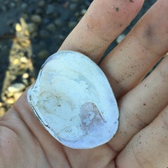 Ruditapes philippinarum