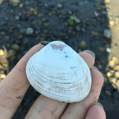 Ruditapes philippinarum