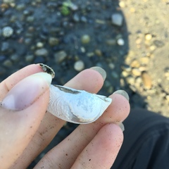 Ruditapes philippinarum