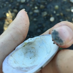 Ruditapes philippinarum