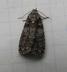 Acronicta tristis