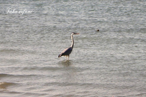 Grey Heron