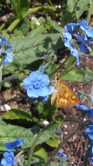 Ochlodes sylvanoides