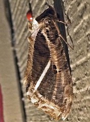 Eudocima apta