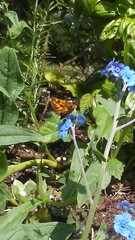 Ochlodes sylvanoides