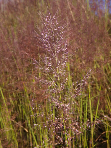 Image of Melinis minutiflora by (c) Lachlan Copeland, some rights reserved (CC BY-SA)