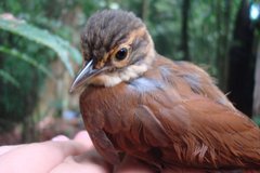 Anabacerthia variegaticeps