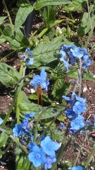 Ochlodes sylvanoides