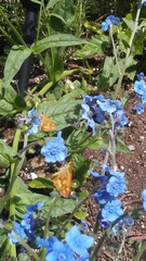 Ochlodes sylvanoides