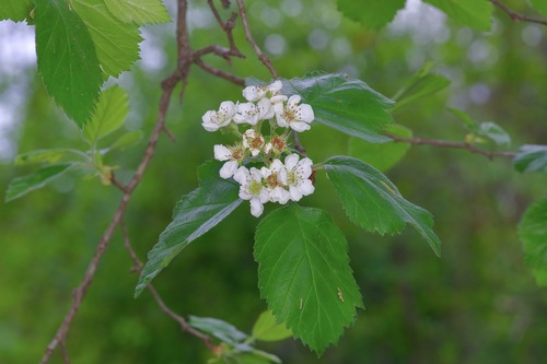 Texas Hawthorn (Crataegus texana)