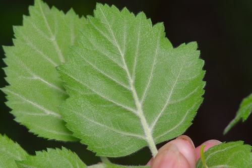 Image of Crataegus texana by (c) Michelle W. （鍾偉瑋）, some rights reserved (CC BY)