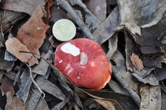 Russula persanguinea