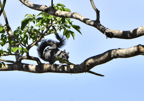 Collie's Squirrel