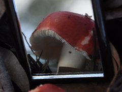 Russula persanguinea