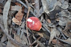 Russula persanguinea