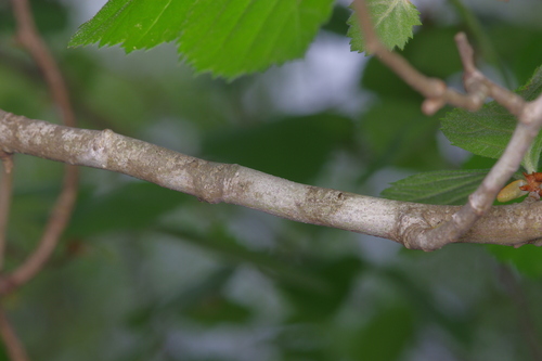 Image of Crataegus texana by (c) Michelle W. （鍾偉瑋）, some rights reserved (CC BY)