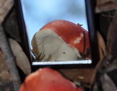 Russula persanguinea