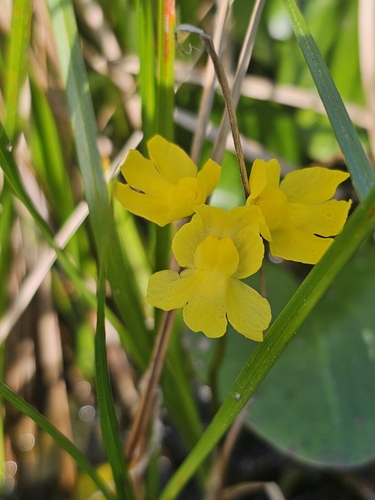 Image of Utricularia inflata by (c) Patrick Belk, some rights reserved (CC BY)