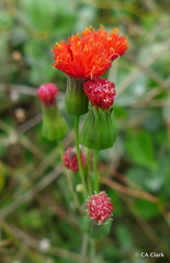 Emilia coccinea