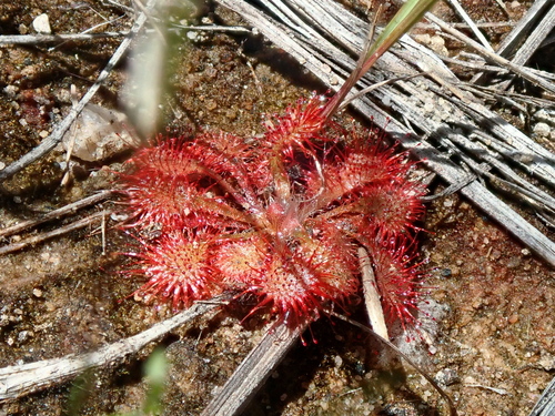 Drosera hirtella