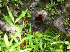 Chonala praeusta