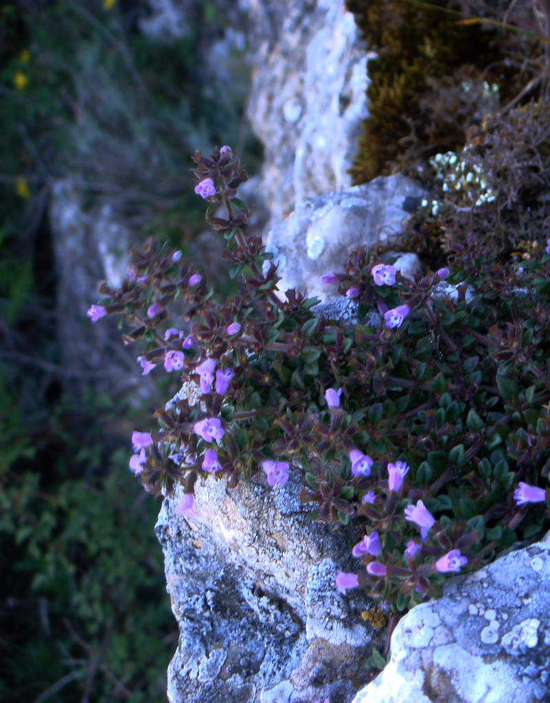 Clinopodium alpinum (Clinopodium alpinum)