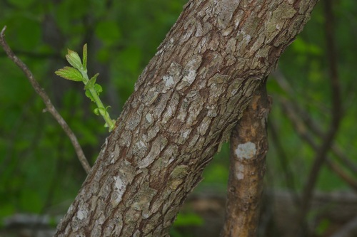 Image of Crataegus texana by (c) Michelle W. （鍾偉瑋）, some rights reserved (CC BY)