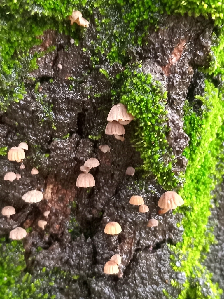 Mycena corticola · March 2025 · photo: © tomascarper (iNaturalist, cc-by)
