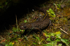 Italian Crested Newt photo 5