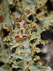 Yarrumia colensoi