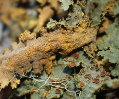 Yarrumia colensoi
