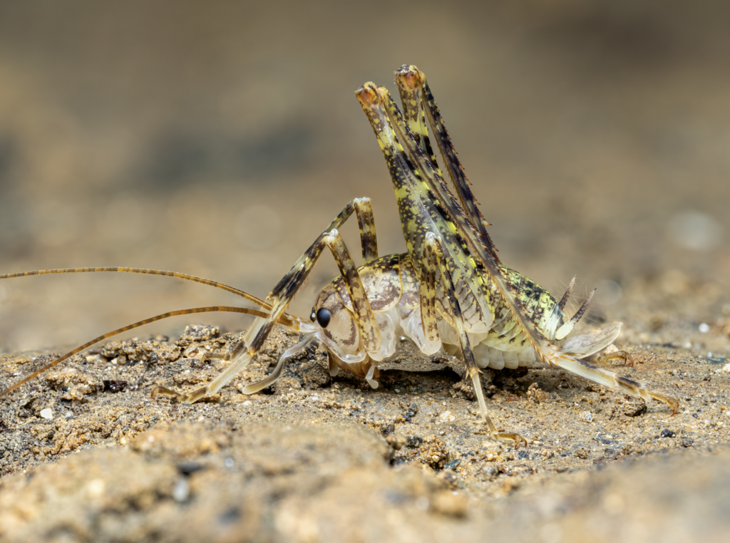 Neglected Cave-cricket