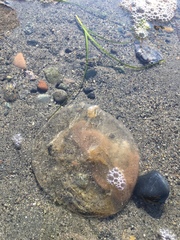 Abarenicola pacifica