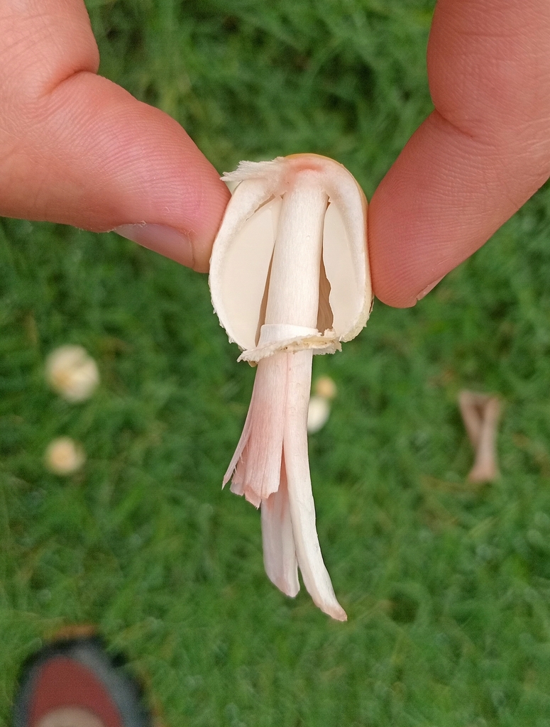Chlorophyllum hortense · March 2025 · photo: © tomascarper (iNaturalist, cc-by)