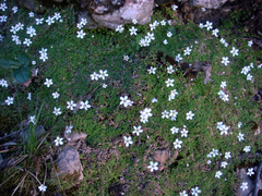 Arenaria balearica
