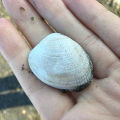 Ruditapes philippinarum